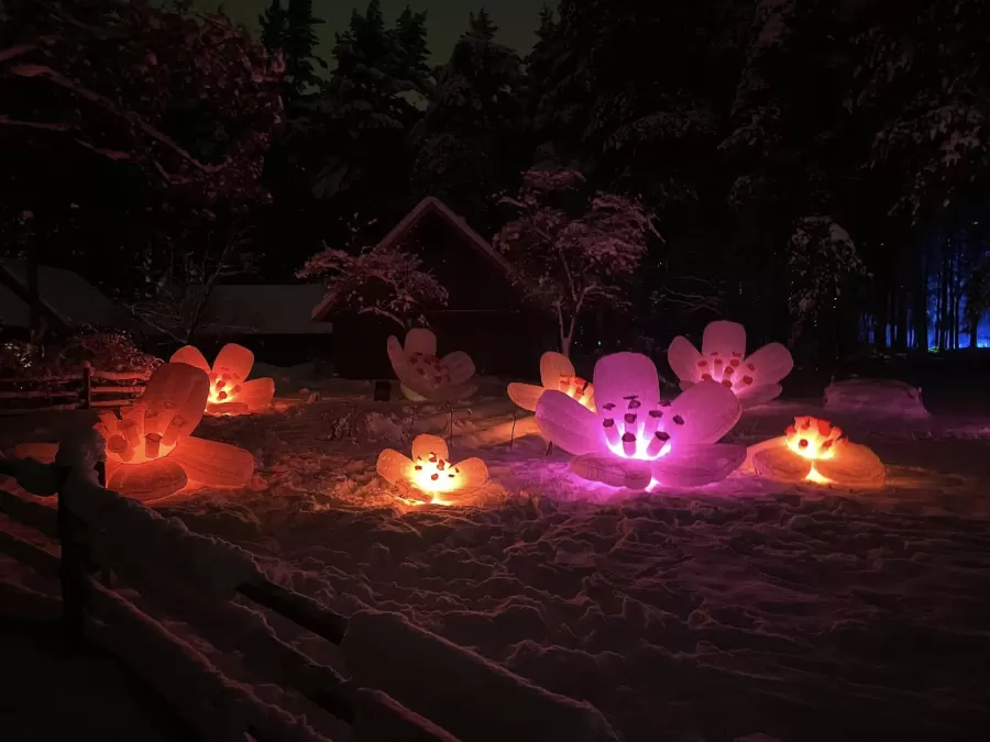 Pastaiga "Ziemas gaismas dārzs. Saulgrieži"