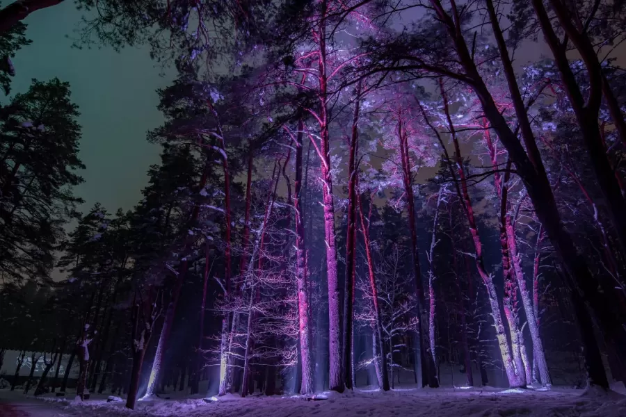 Pastaiga "Ziemas gaismas dārzs. Trejdeviņi"