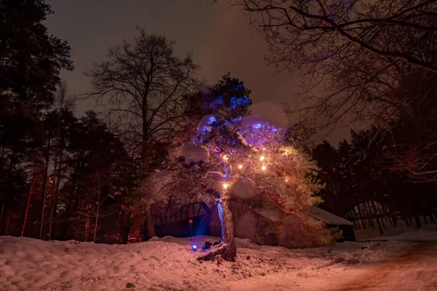 Pastaiga "Ziemas gaismas dārzs. Trejdeviņi"