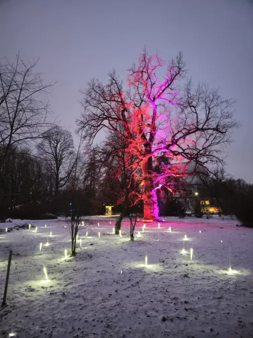 Pastaiga "Ziemas nedarbi"